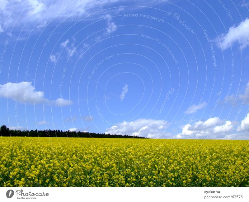 Rapsfeld Feld Blume Landwirtschaft Landleben Ackerbau Sommer gelb Wolken schön Wald rollen Ferne Gefühle Wohlgefühl träumen Reifezeit Frühling Landschaft