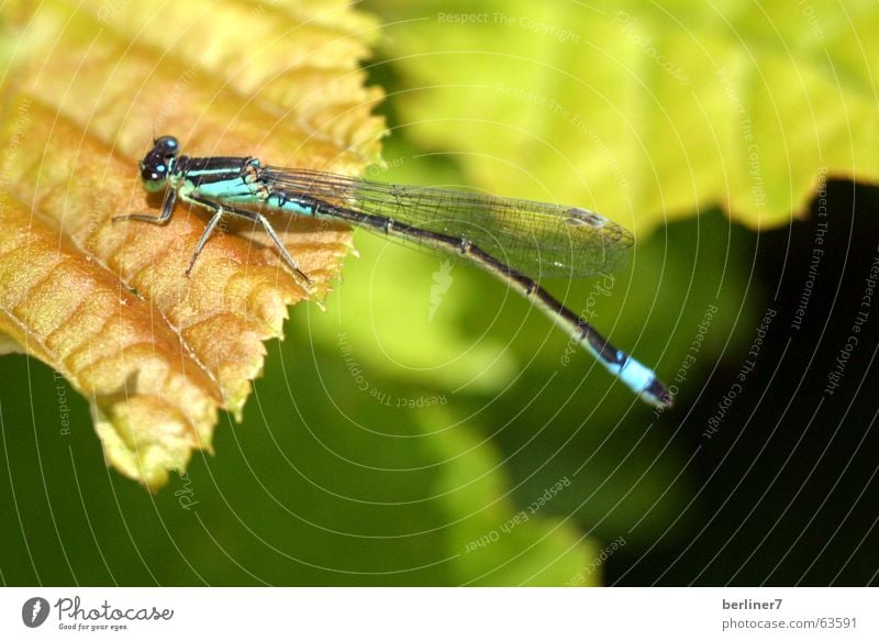 Libelle in der Mittagssonne Insekt Blatt grün hellgrün Flügel fliegen Makroaufnahme makroversuch...