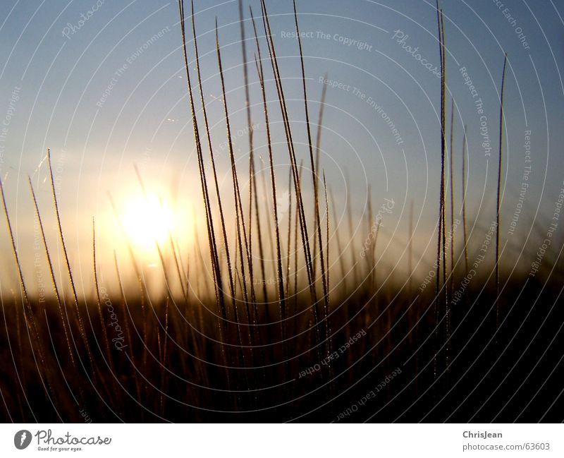 Abendsonne Licht Gerste Halm Physik Sommer Feld Landwirtschaft Agra Hintergrundbild ruhig Erholung Härchen Rotstich braun Sonnenstrahlen Sonnenlicht