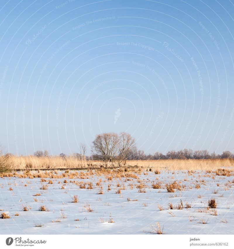 verdammt lang her. ruhig Schnee Landschaft Pflanze Erde Himmel Wolkenloser Himmel Frühling Winter Schönes Wetter Eis Frost Baum Gras Grünpflanze Wiese Feld kalt