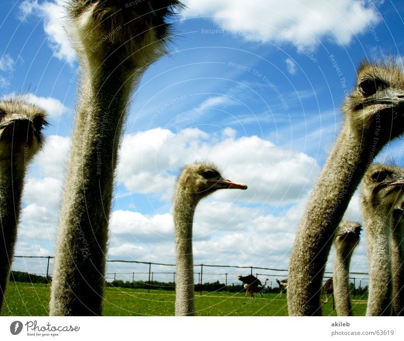 Versammlung Wolken beobachten Vogel Tier Strauß Mitte Himmel mehrere clouds