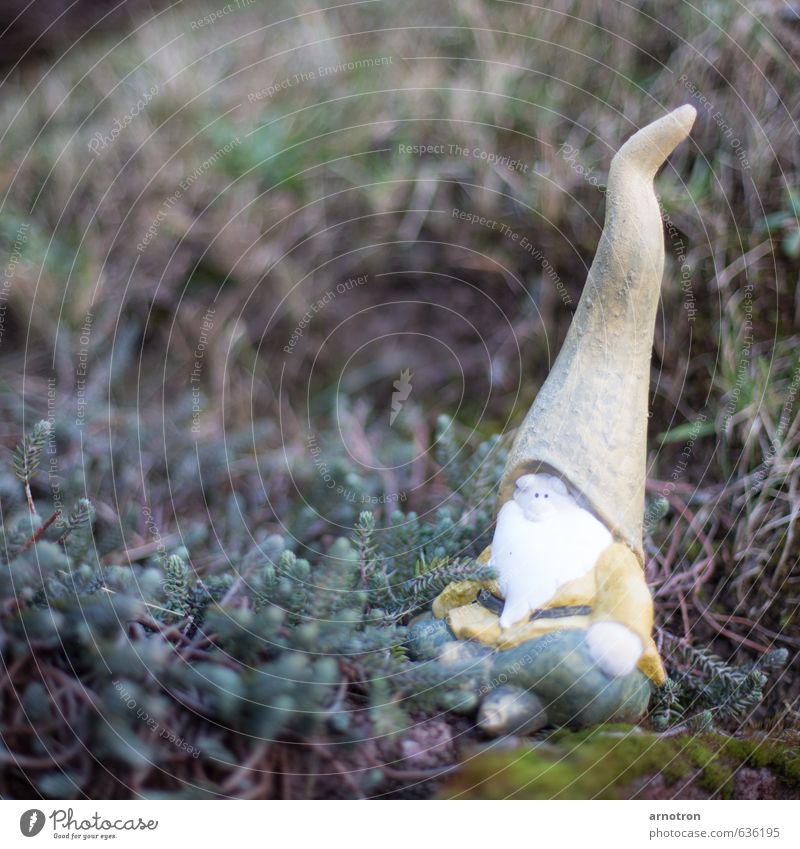 Zipfelzwerg Natur Herbst Pflanze Sträucher Grünpflanze Nikolausmütze Mütze weißhaarig Bart Vollbart sitzen Coolness trist gelb grün achtsam Wachsamkeit Vorsicht