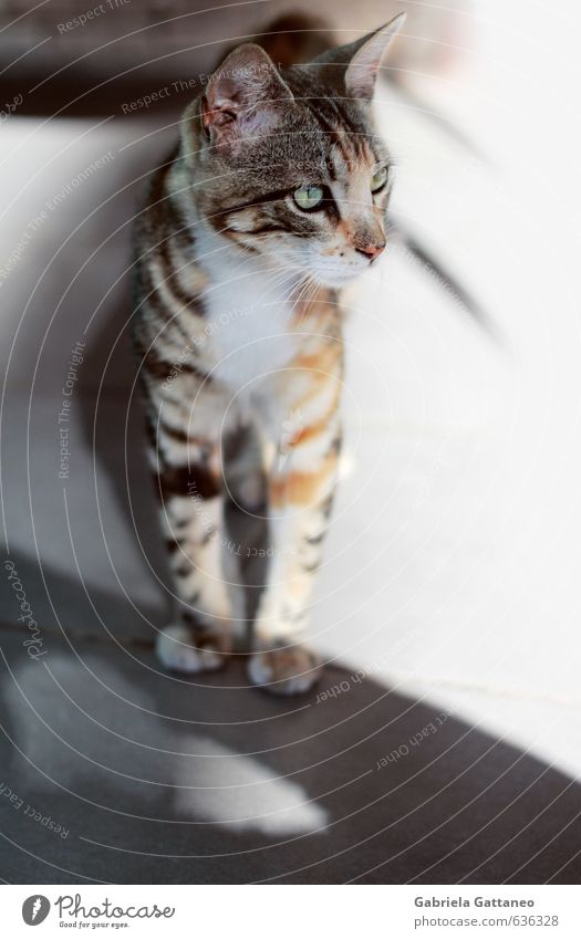 Halbwüchsiges Tier Haustier Katze 1 Blick stehen schön braun grau Katzenauge Grüne Augen dreifarbig tricolor Farbfoto Außenaufnahme Textfreiraum rechts