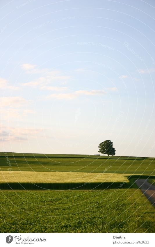 Naturteppich Baum Feld Wiese Abendsonne harmonisch Juni grün gelb Himmel Hayfield Wege & Pfade Wärme blau tree sky fields path setting sun harmony june blue