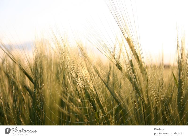 Zeit zum Reifen (2) Kornfeld Ähren Abendsonne Gerste Natur Himmel Wärme cornfield spike setting sun sky barley