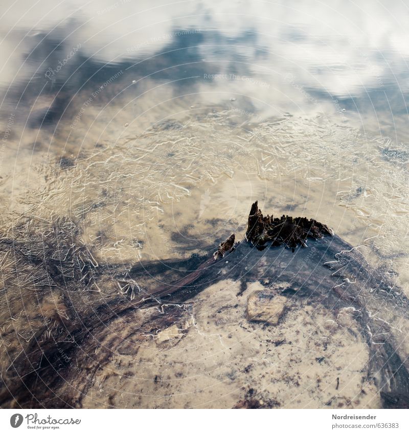 Letztes Eis Natur Urelemente Wasser Wetter Frost Küste Seeufer Holz Verfall Vergänglichkeit Zeit Baumstumpf Eiskristall Tauwetter Strukturen & Formen