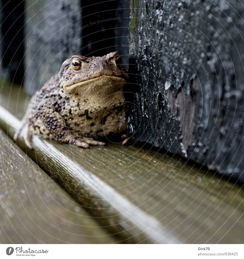 Tüchtig 'was zu schlucken ... Dänemark Mauer Wand Terrasse Wildtier Frosch Kröte Erdkröte Krötenwanderung Amphibie 1 Tier Holzbrett Holzfußboden sitzen dick