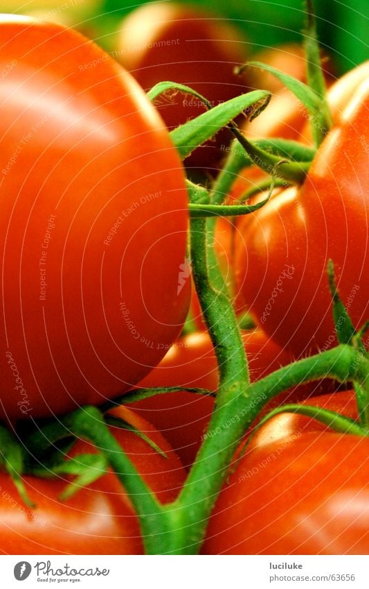 Wachsen Tomaten eigentlich am Baum? Lebensmittel rote rispentomaten am stiel Gemüse innenaufnahme ohne blitz