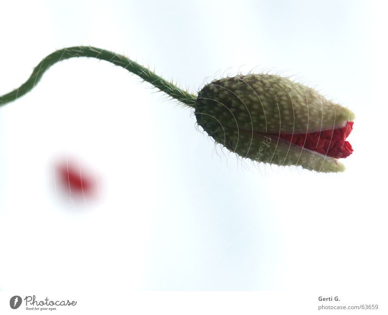 der rote Punkt Blüte Blume Blumenstrauß Frühling Klatschmohn Mohn Blühend zart biegen stachelig offen geplatzt aufgebrochen weiß hell-blau Stengel Grünpflanze