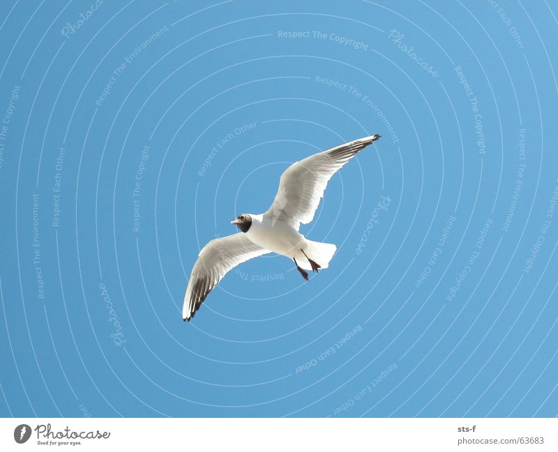 Flug Möwe Vogel Tier Sommer Strand Himmel blau Luftverkehr fliegen Flügel Wind Wetter