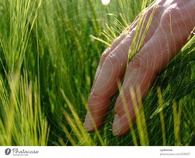 Wie fühlt es sich an ... wahrnehmen berühren Hand Finger Sommer Gefühle schön Erfahrung Ereignisse kennenlernen streichen gelehrt Pflanze Mensch Sinnesorgane