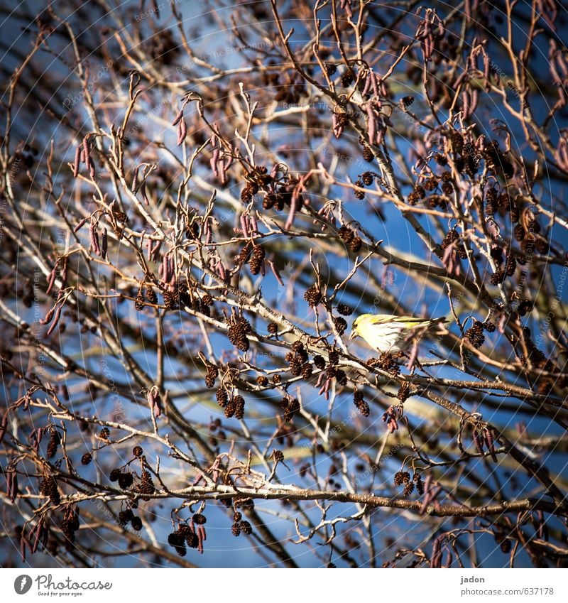 sing vogel. Tribüne Sänger Pflanze Himmel Frühling Baum Blatt Feld Tier Wildtier Vogel 1 sitzen blau Optimismus Tierliebe Inspiration singen Singvögel Farbfoto