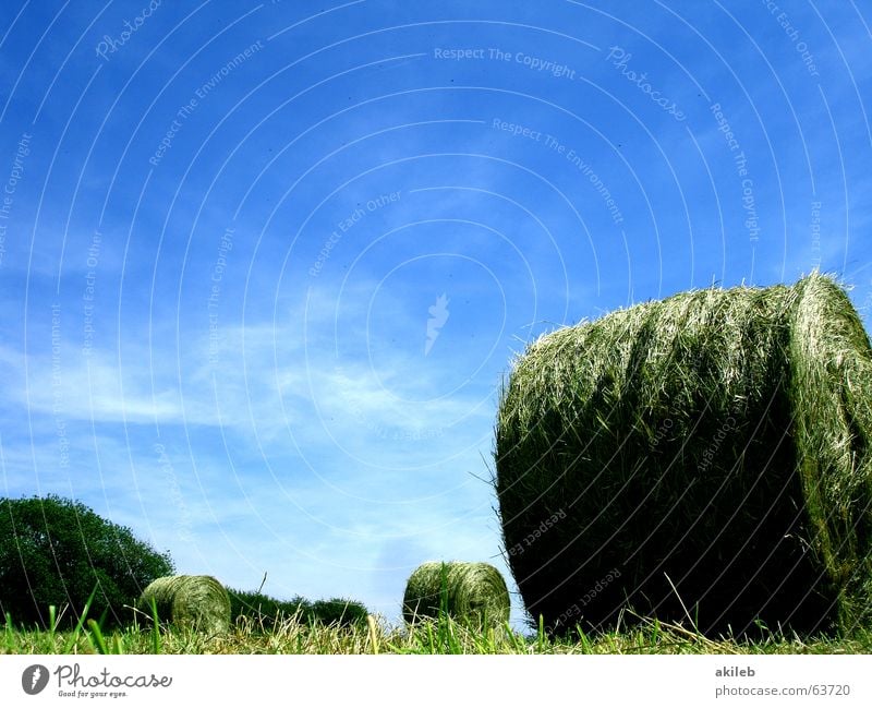 Heu oder Stroh. Das ist hier die Frage. Feld Strohballen Sommer ruhig Landwirtschaft Wiese Heuballen grün gelb Wolken rund Erholung Froschperspektive Himmel