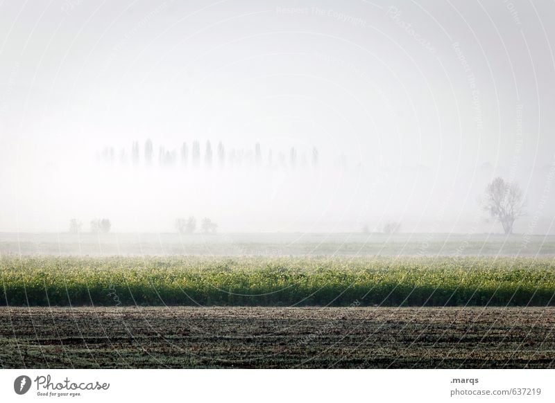 Bodennebel Umwelt Natur Landschaft Erde Himmel Horizont Sommer Klima Schönes Wetter Nebel Baum Feld frisch hell schön Stimmung Farbfoto Gedeckte Farben