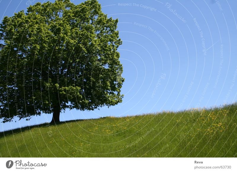 Einsam Baum Sommer grün groß gelb Hügel Blatt Einsamkeit Physik Himmel blau Baumstamm Schatten Schönes Wetter Wärme