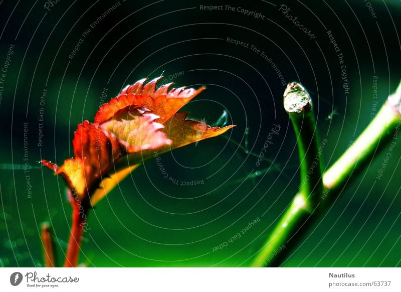 Farbensymbiose rot grün Blatt Stengel Pflanze Herbst mehrfarbig Natur rote blätter Kontrast