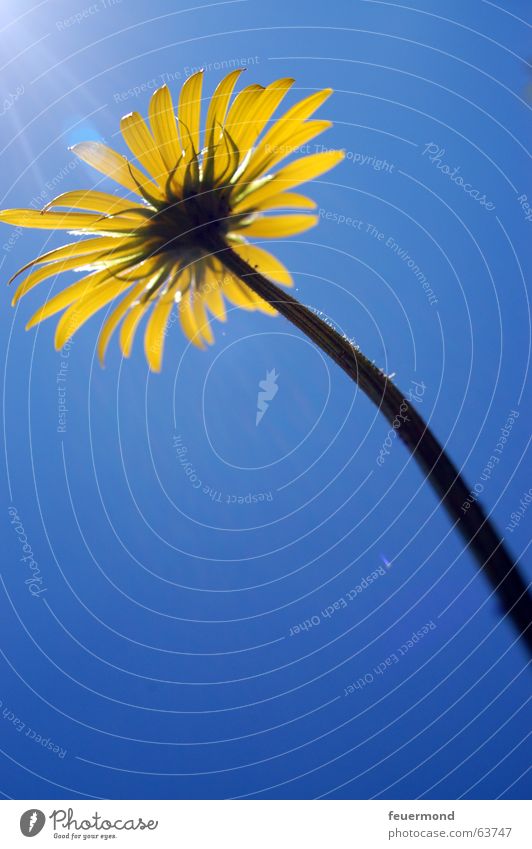 "Sonnenblümchen" Blume Blüte Stengel Blütenblatt gelb groß Sonnenstrahlen blau Himmel Beleuchtung bloom flower