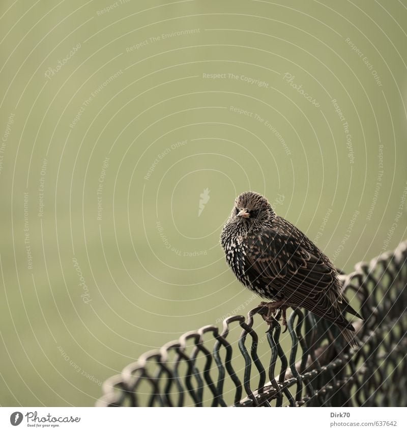 Star, verlassen von den Fans Garten Park Wiese Paris Zaun Drahtzaun Maschendrahtzaun Tier Wildtier Vogel Singvögel 1 beobachten festhalten frieren sitzen kalt