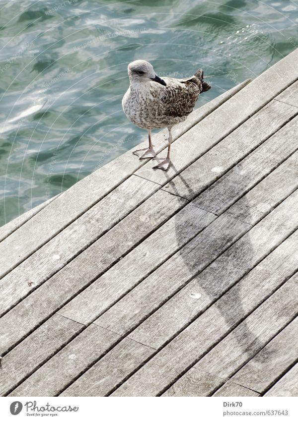 Schulterblick mit Schattenwurf Tier Wasser Sonnenlicht Schönes Wetter Wellen Meer Mittelmeer Steg Holzweg Wildtier Vogel Möwe 1 Tierjunges beobachten stehen