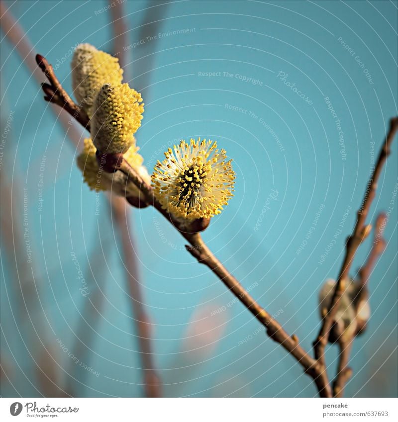 katzentag Natur Pflanze Urelemente Himmel Wolkenloser Himmel Frühling Baum Sträucher Blüte ästhetisch Zufriedenheit Duft Weidenkätzchen Blühend Zweige u. Äste