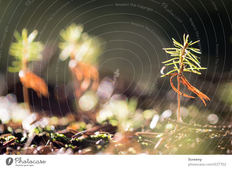 Frisch geschlüpft... Umwelt Natur Erde Frühling Pflanze Wildpflanze Wald Wachstum frisch braun grün Lebensfreude Frühlingsgefühle Warmherzigkeit Gelassenheit