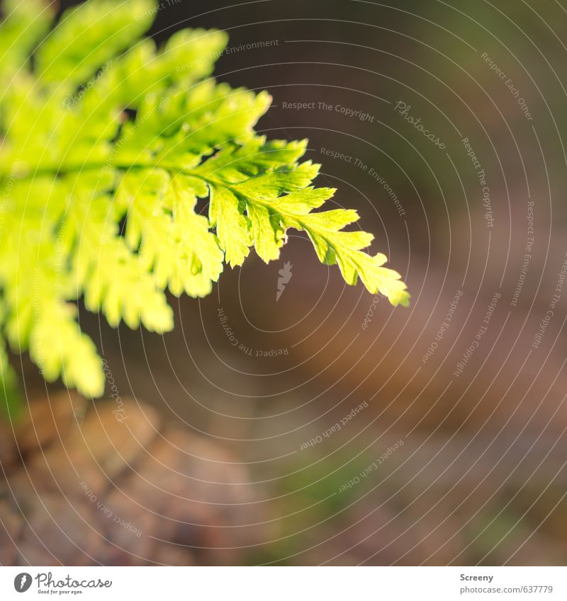 Farn gelassen... Natur Frühling Pflanze Grünpflanze Wildpflanze Wald elegant braun grün Frühlingsgefühle Gelassenheit ruhig Reinheit Wachstum Farbfoto