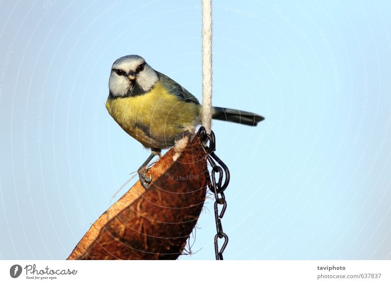 Blaumeise, die auf die Kamera schaut. schön Winter Natur Tier Himmel Vogel 1 frei klein nachhaltig niedlich blau braun gelb grün Appetit & Hunger Titte parus