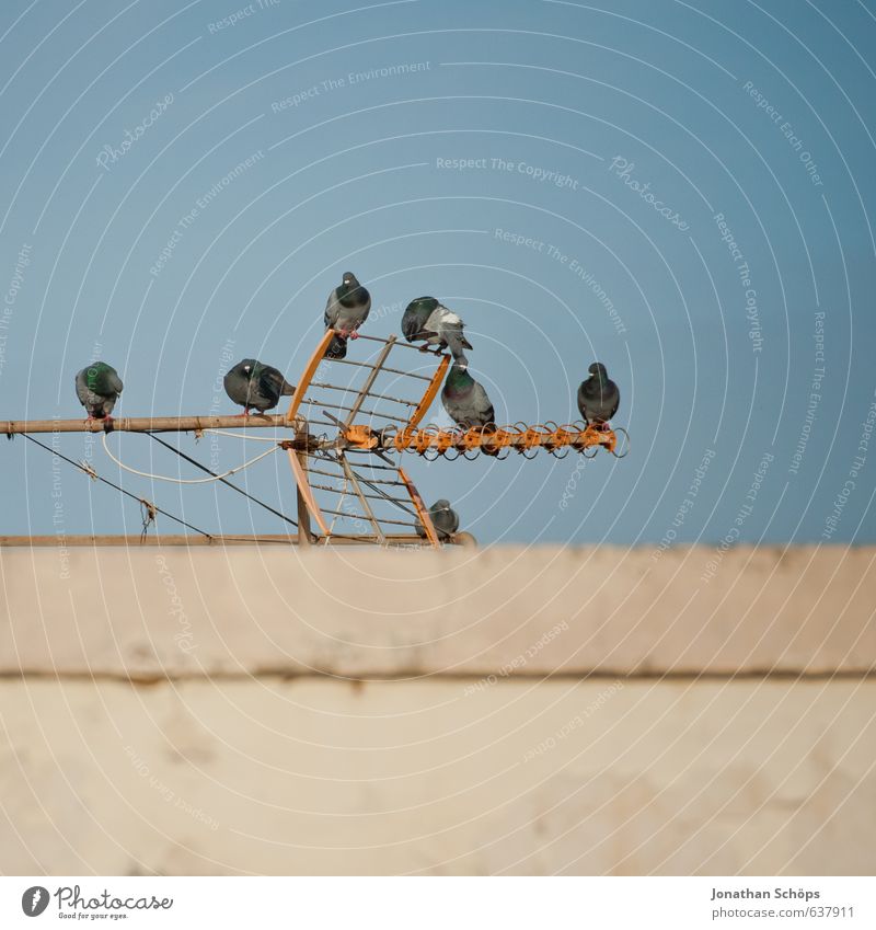 Puerto de la Cruz / Teneriffa IV Kanaren Spanien Bauwerk Gebäude Architektur Mauer Wand Dach Tier Vogel Taube Tiergruppe Zufriedenheit Antenne Sendemast Empfang