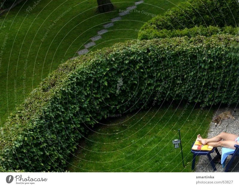 Sonnenbad mit Katze Sommer Nachbar Voyeurismus Nachbargarten grosstadt freizeit-einheit very tricky hecke Garten Rasen Idylle füße in die sonne Erholung