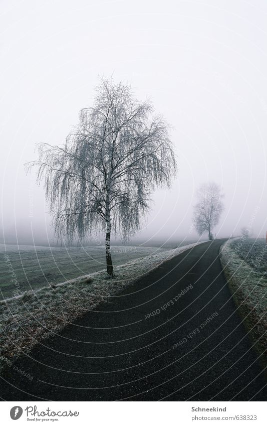 Stille Wege Umwelt Natur Landschaft Erde Winter Nebel Eis Frost Schnee Baum Gras Grünpflanze Wildpflanze Park Wiese Feld ästhetisch kalt Wege & Pfade Straße