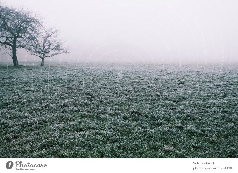 Lonesome Place Umwelt Natur Landschaft Herbst Winter Klima Nebel Eis Frost Pflanze Baum Gras Grünpflanze Wildpflanze Garten Park Wiese Feld kalt grün hell