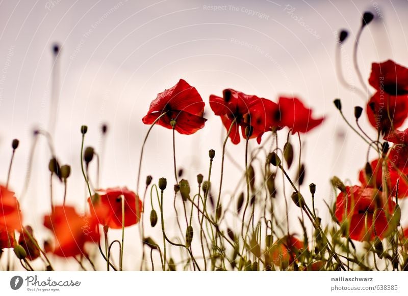 Mohnblumen auf Sommerwiese Sonne Garten Pflanze Frühling Blume Gras Wiese Feld Blühend blau grün rot Frühlingsgefühle friedlich Idylle Natur Umwelt Klatschmohn