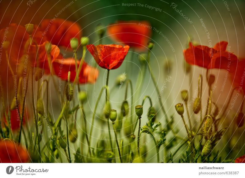 Mohnblumen auf Sommerwiese Sonne Garten Blume Gras Wiese Feld Blühend blau grün rot friedlich Idylle Klatschmohn papaver rhoeas Wiesenblume gartenblume blühen