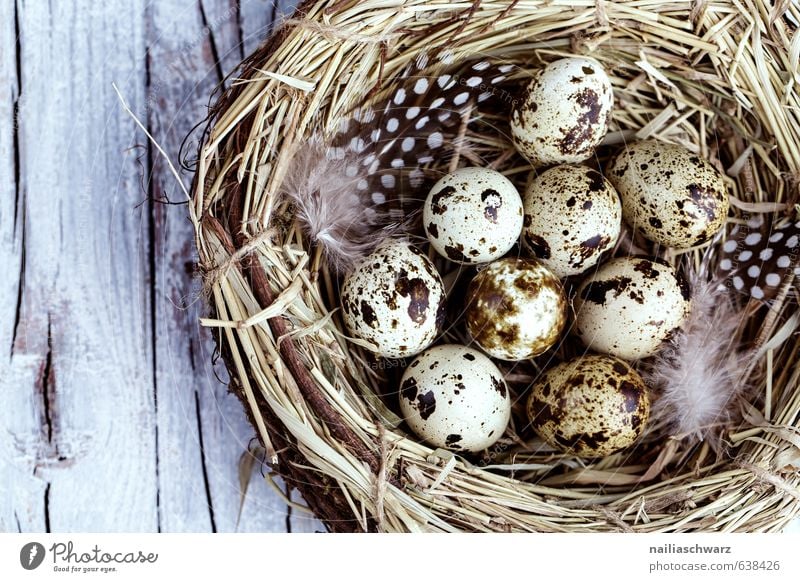 Wachteleier im Nest Ei Ernährung Bioprodukte Vegetarische Ernährung Diät Fasten Leben Feste & Feiern Ostern Natur Frühling Horst Holz Fröhlichkeit Gesundheit