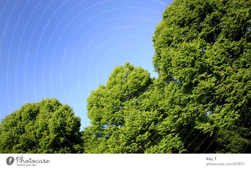 Grüne Ecken Baum grün blau Park Wald Natur Linde Zweig Ast Blatt Sommer tree blue forest