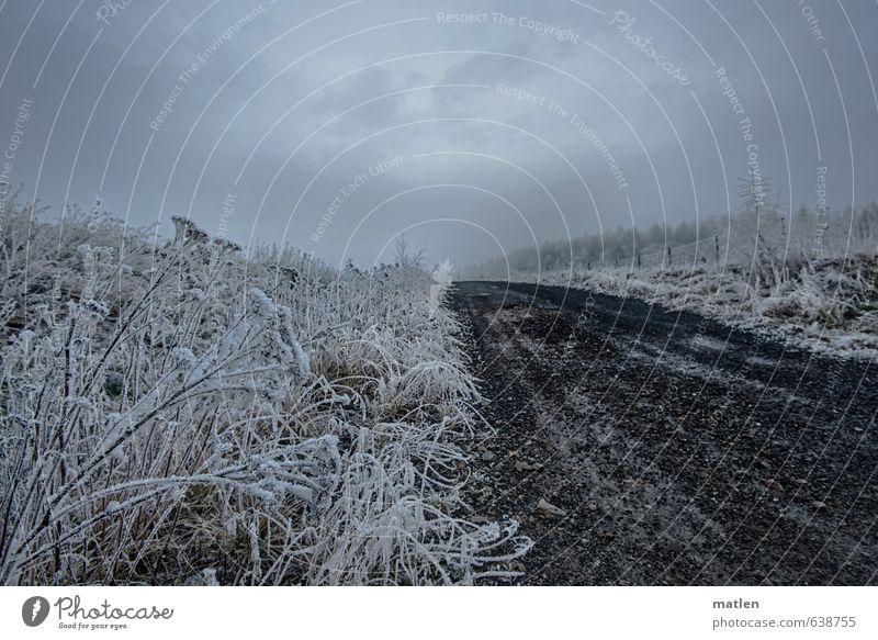 Reif Landschaft Pflanze Himmel Wolken Winter Wetter schlechtes Wetter Eis Frost Schnee Wiese Verkehrswege Straße Wege & Pfade grau schwarz weiß Raureif aufwärts