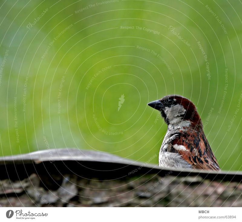 Spatz auf dem Dach Holz Wachsamkeit Feder Schnabel grün braun grau Blick beobachten