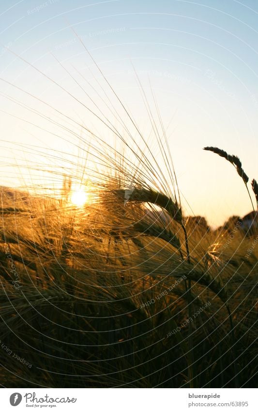 Kornfeld Sonnenuntergang Getreide Himmel Feld blau gelb gold Stimmung Weizen Ähren Abendsonne Stachel Wärme ruhig Abenddämmerung Farbfoto Dämmerung Menschenleer