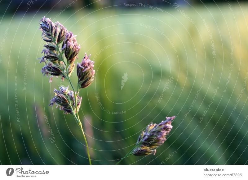 Knaulgras [dactylis glomerata] Gras Wiese grün stehen Feld nah Stengel Botanik Landwirtschaft Pollen alergien fliegen Samen hoch Tränen Auge entzünden knaulgras