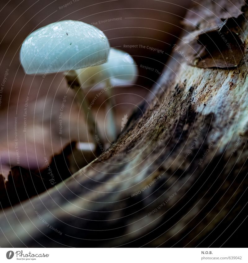 Pilzköpfe Natur Erde Herbst Wald entdecken Wachstum Farbfoto Außenaufnahme Nahaufnahme Makroaufnahme Menschenleer Textfreiraum unten Tag Unschärfe