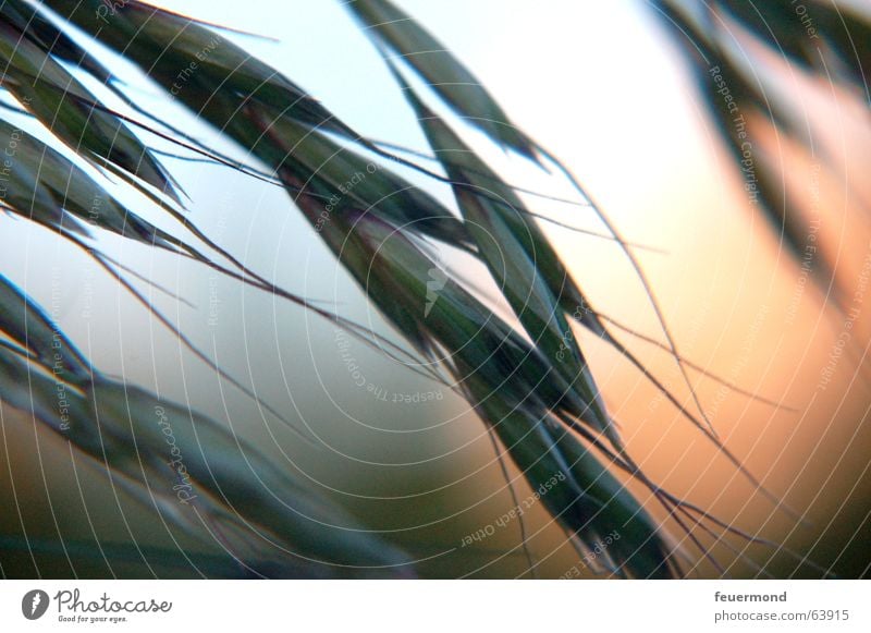 Im letzen Sonnenlicht... Gras Abendsonne Licht Sonnenuntergang Pflanze Stimmung Romantik Korn sundown