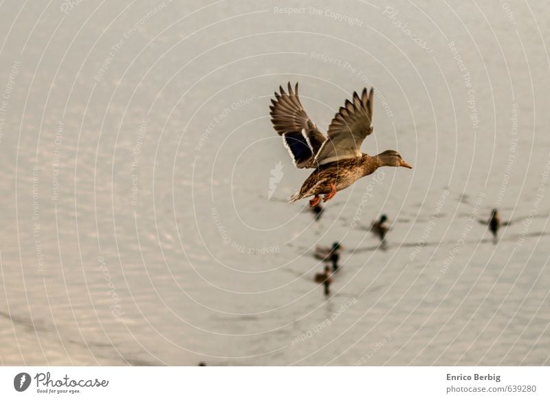 Flug-Ente Umwelt Natur Wasser Fluss Tier Wildtier Vogel Flügel Entenvögel 1 Flüssigkeit wild Abenteuer Luftverkehr Flügelflieger Farbfoto mehrfarbig