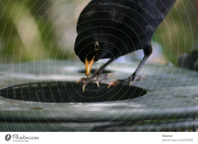 Fast Food Amsel Vogel Müllbehälter füttern