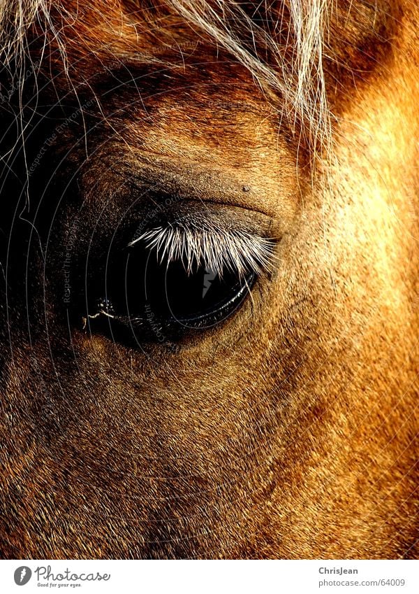 Titellos Haare & Frisuren Auge Tier Feld Pferd Fliege alt Traurigkeit weinen hell trist braun Trauer Einsamkeit Zeit Lied Belichtung Pferdekopf Wimpern Tränen