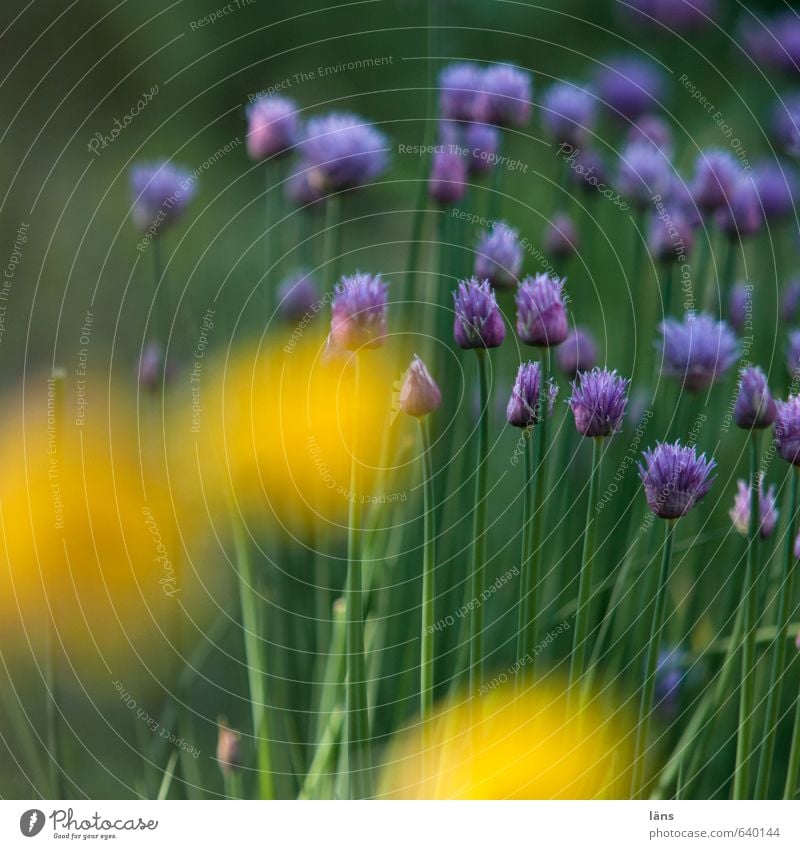 wachsen lassen Lebensmittel Umwelt Natur Pflanze Sommer Nutzpflanze Wildpflanze Blühend Duft gelb grün violett Wachstum Schnittlauch Mohnblüte Garten Farbfoto