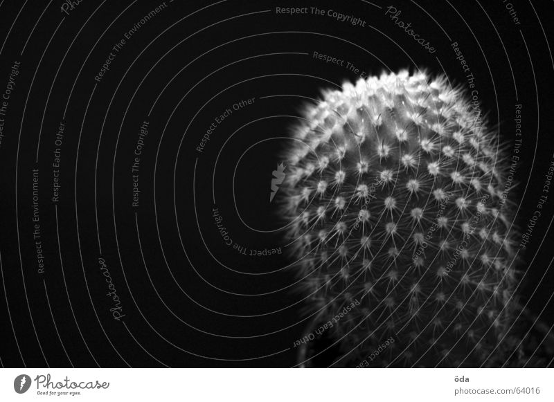 stacheliger Freund Kaktus stechen Pflanze gefährlich verletzen dunkel Stachel Schwarzweißfoto bedrohlich