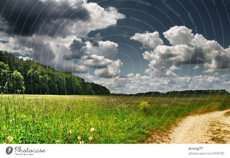 Lieblingswetter. Wiese Gras Wolken Sommer Wald Baum Licht grün Himmel Wege & Pfade Natur Beleuchtung Weide