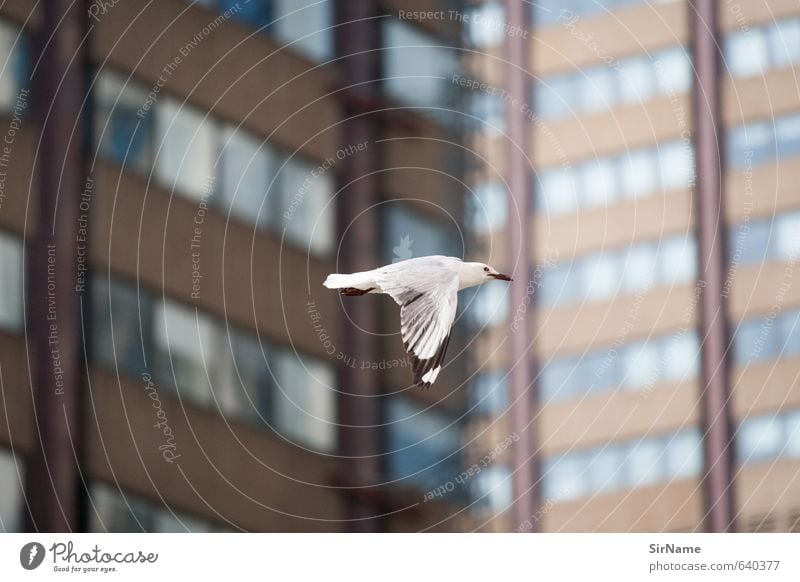 254 [the city is my cage] Architektur Luftverkehr Tier Wildtier Vogel 1 Stein Glas fliegen ästhetisch authentisch modern Stadt braun violett Sehnsucht Fernweh