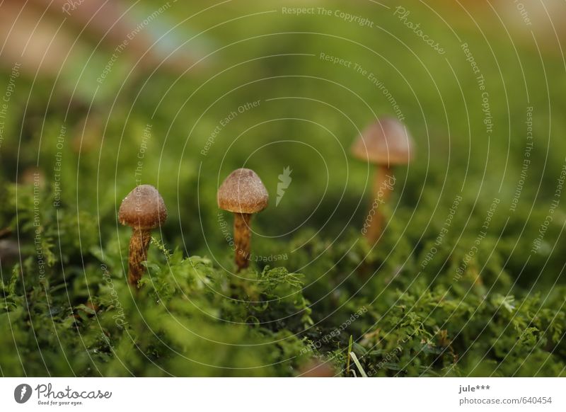 Drei Männlein stehn´ im Walde Herbst Moos Pilz braun grün Natur Umwelt Farbfoto Außenaufnahme Menschenleer Textfreiraum rechts Textfreiraum oben