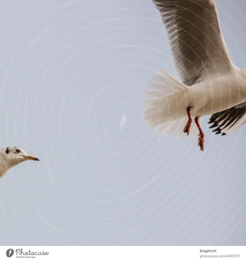 kopflose Jagd Himmel Tier Vogel Tiergesicht Flügel Möwe 2 fliegen blau grau rot weiß Verfolgung Schnabel Farbfoto Gedeckte Farben Außenaufnahme Menschenleer